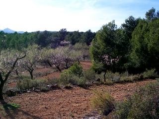 Atzeneta Del Maestrat property: Land with bedroom in Atzeneta Del Maestrat, Spain 28643