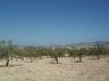 Jumilla property: Land for sale in Jumilla, Spain 41728