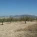 Jumilla property: Murcia, Spain Land 41728