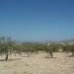 Jumilla property: Jumilla, Spain Land 41728