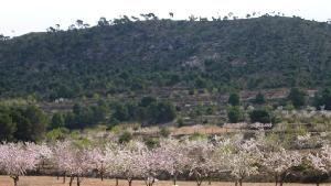 Pinoso property: Land for sale in Pinoso, Spain 41729