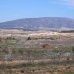 Pinoso property: bedroom Land in Pinoso, Spain 41729