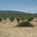 Pinoso property: Alicante, Spain Land 41730