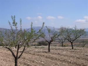 Pinoso property: Land for sale in Pinoso, Spain 41741