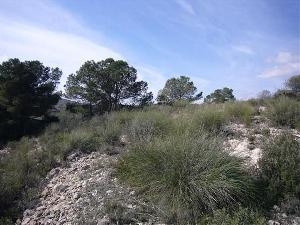 Pinoso property: Land with bedroom in Pinoso, Spain 41741