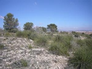 Pinoso property: Land for sale in Pinoso, Alicante 41741