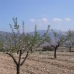 Pinoso property: Pinoso, Spain Land 41741