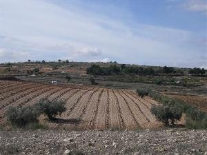 Pinoso property: Land for sale in Pinoso, Alicante 41742