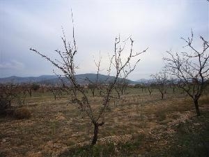 Pinoso property: Land with bedroom in Pinoso, Spain 41766