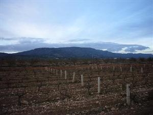 Pinoso property: Land for sale in Pinoso 41767