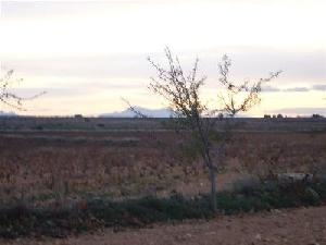 Pinoso property: Land for sale in Pinoso, Spain 41768