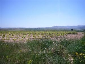 Pinoso property: Land for sale in Pinoso 41779