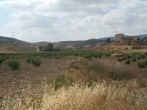 Jumilla property: Land for sale in Jumilla 41855