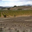 Pinoso property: Land for sale in Pinoso 41876