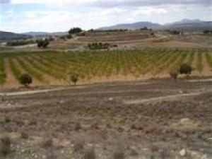 Pinoso property: Land for sale in Pinoso 41876