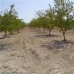 Pinoso property: Pinoso, Spain Land 41877