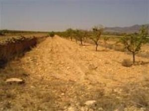 Pinoso property: Land for sale in Pinoso, Spain 41880