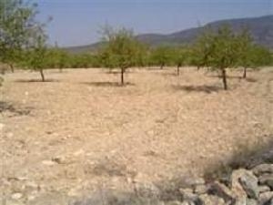 Pinoso property: Land for sale in Pinoso 41882