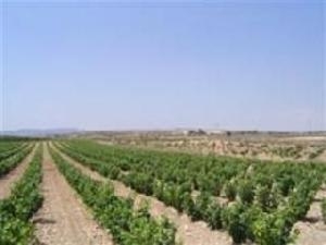 Pinoso property: Land for sale in Pinoso, Spain 41883