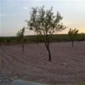 Pinoso property: Land for sale in Pinoso 41884