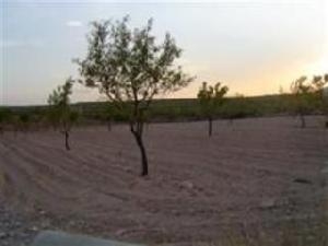 Pinoso property: Land for sale in Pinoso 41884