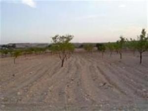 Pinoso property: Land for sale in Pinoso, Spain 41884