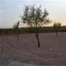 Pinoso property: Alicante, Spain Land 41884