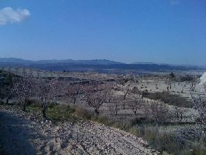 Jumilla property: Land for sale in Jumilla, Spain 41910