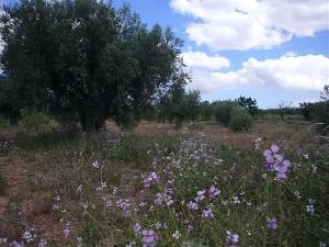 Pinoso property: Land for sale in Pinoso 41972