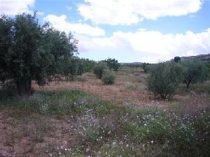 Pinoso property: Land with bedroom in Pinoso, Spain 41972