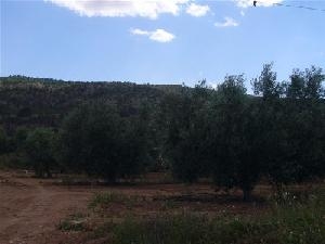 Pinoso property: Pinoso Land 41972