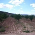 Pinoso property: Land in Pinoso 41972