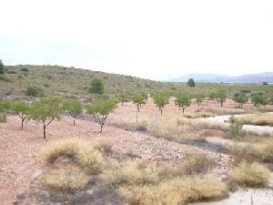 Pinoso property: Alicante Land 42055