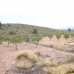 Pinoso property: Beautiful Land for sale in Pinoso 42055