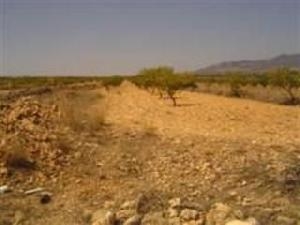 Pinoso property: Land for sale in Pinoso 42065