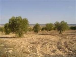 Yecla property: Land for sale in Yecla 42268