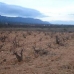 Pinoso property: Pinoso, Spain Land 42334