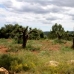  Finca in Castellon 48935