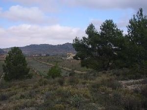 Pinoso property: Land for sale in Pinoso, Alicante 48984