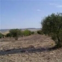 Yecla property: Land for sale in Yecla 49082