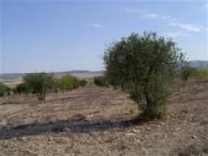 Yecla property: Land for sale in Yecla 49082