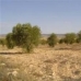 Yecla property: Yecla, Spain Land 49082