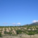 Pinoso property: Land for sale in Pinoso 49114