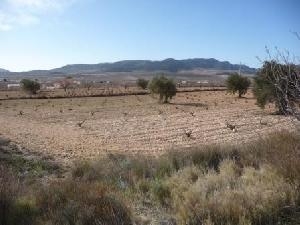 Jumilla property: Land for sale in Jumilla 49329