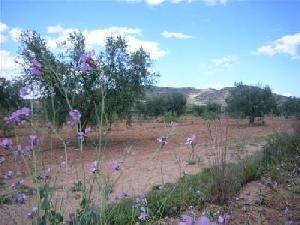 Pinoso property: Land with bedroom in Pinoso, Spain 49420