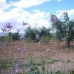 Pinoso property: Pinoso, Spain Land 49420