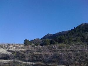 Jumilla property: Land for sale in Jumilla, Murcia 49491