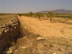 Pinoso property: Land for sale in Pinoso, Spain 49521