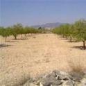 Pinoso property: Land for sale in Pinoso 49523