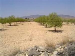 Pinoso property: Land for sale in Pinoso 49523